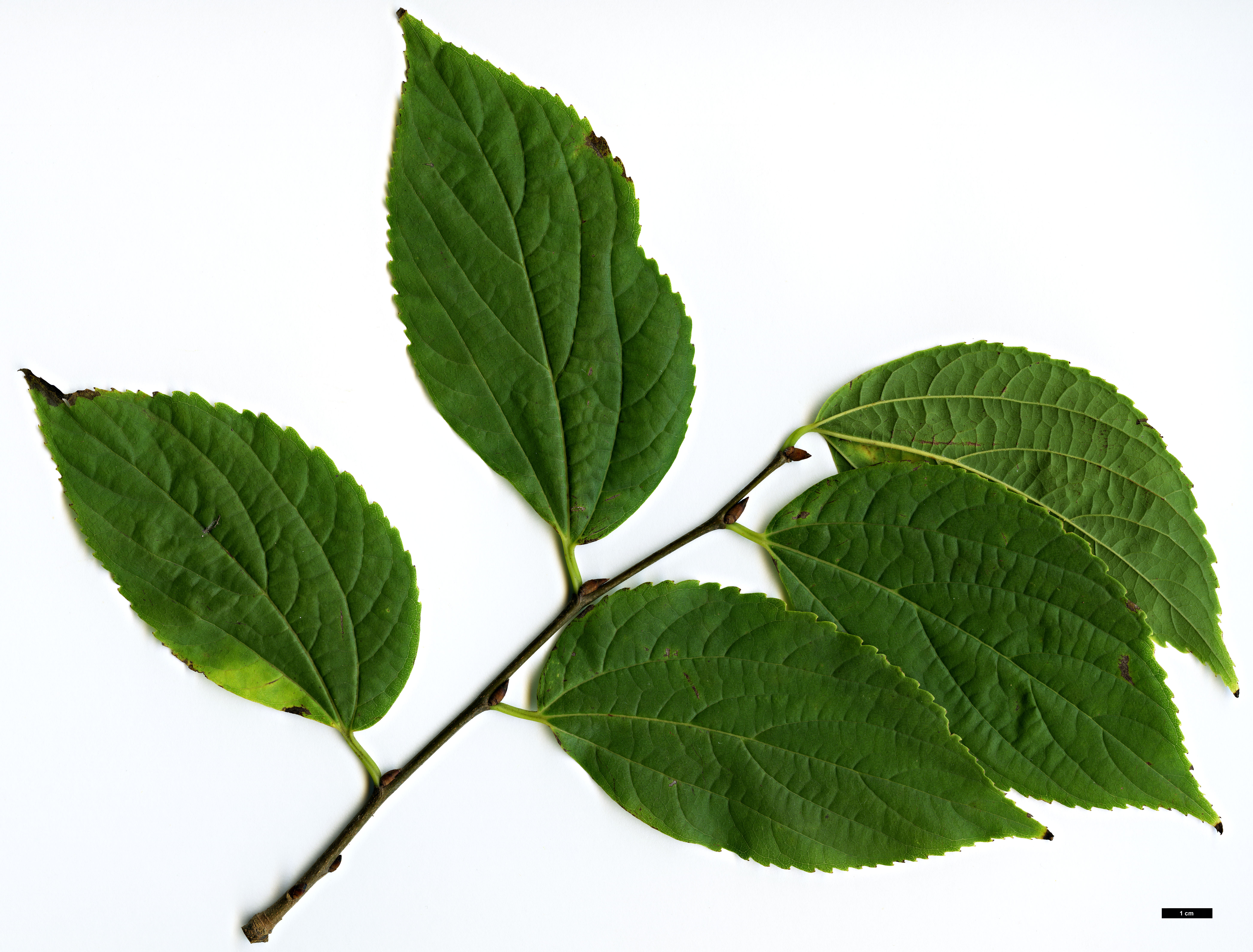 High resolution image: Family: Cannabaceae - Genus: Celtis - Taxon: vandervoetiana